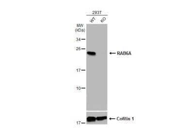 Knockout Validated: RAB6A Antibody [NBP1-33110]