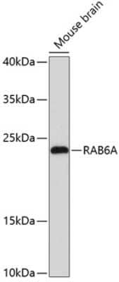 Western Blot: RAB6A AntibodyAzide and BSA Free [NBP2-93765]