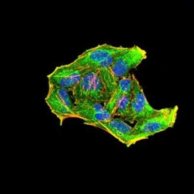 Immunocytochemistry/ Immunofluorescence: RAB6B Antibody (6D12E4) - BSA Free [NBP2-61825]