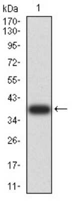 Western Blot: RAB6B Antibody (6D12E4)BSA Free [NBP2-61825]