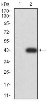 Western Blot: RAB6B Antibody (6D12E4)BSA Free [NBP2-61825]