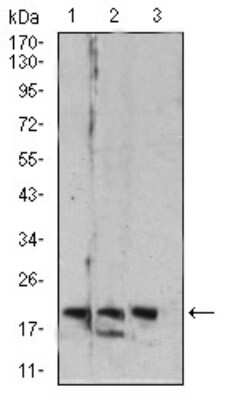 Western Blot: RAB6B Antibody (6D12E4)BSA Free [NBP2-61825]