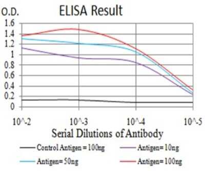 ELISA: RAB6B Antibody (6D12G9) - BSA Free [NBP2-61824]