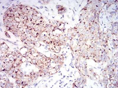 Immunohistochemistry: RAB6B Antibody (6D12G9) - BSA Free [NBP2-61824]