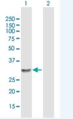 Western Blot: RAB6D Antibody [H00150786-B01P-50ug]