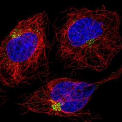 Immunocytochemistry/ Immunofluorescence: RAB6IP1 Antibody [NBP2-30981]