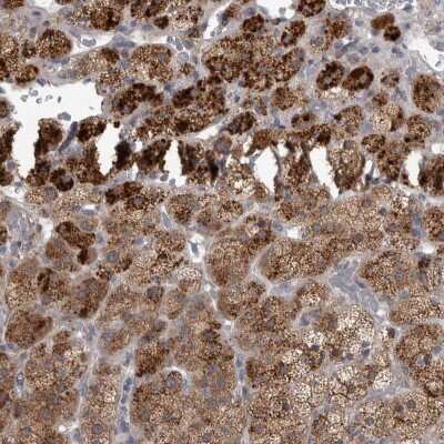 Immunohistochemistry-Paraffin: RAB7L1 Antibody [NBP1-87173]