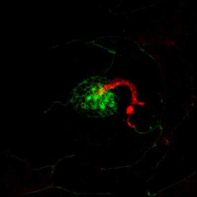 Immunocytochemistry/ Immunofluorescence: RAB8A Antibody (3G1) [H00004218-M02]