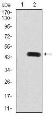 Western Blot: RAB8A Antibody (7G8B11)BSA Free [NBP2-52548]