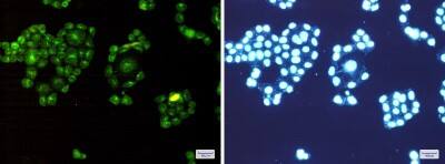 Immunocytochemistry/ Immunofluorescence: RAB8A Antibody (S06-8A7) [NBP3-19493]