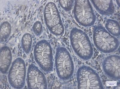Immunohistochemistry-Paraffin: RAB8A Antibody (S06-8A7) [NBP3-19493]