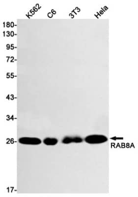 Western Blot: RAB8A Antibody (S06-8A7) [NBP3-19493]