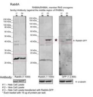 Western Blot: RAB8A Antibody [NBP1-79960]