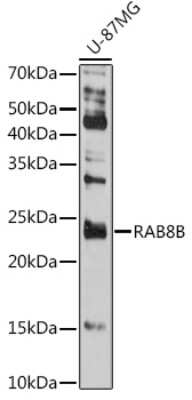 Western Blot: RAB8B AntibodyBSA Free [NBP3-04520]