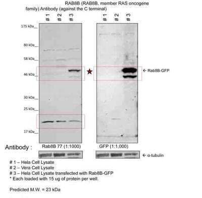 Western Blot: RAB8B Antibody [NBP1-68974]