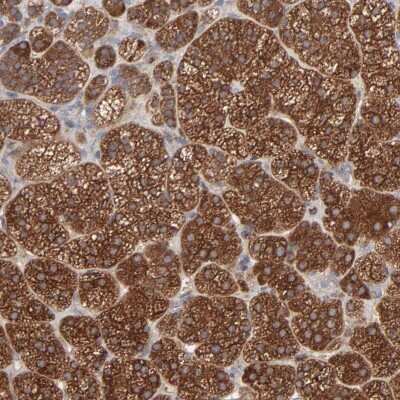 Immunohistochemistry-Paraffin: RAB9A Antibody [NBP1-87172]