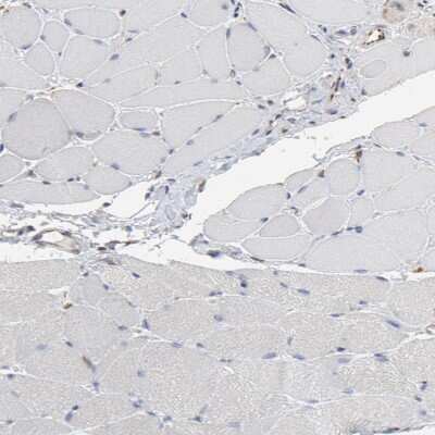 Immunohistochemistry-Paraffin: RAB9A Antibody [NBP1-87172]