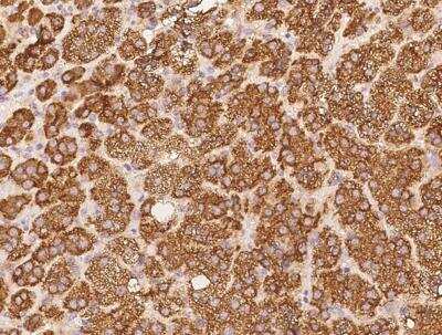 Immunohistochemistry-Paraffin: RAB9A Antibody [NBP3-12712]