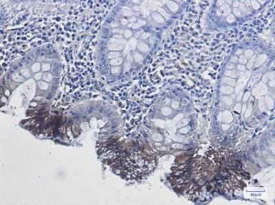 Immunohistochemistry-Paraffin: RAB9A Antibody (S09-7I8) [NBP3-19755]