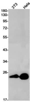 Western Blot: RAB9A Antibody (S09-7I8) [NBP3-19755]