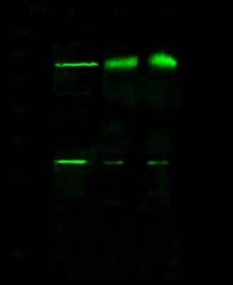 Western Blot: RAB9A Antibody [NBP2-98733]