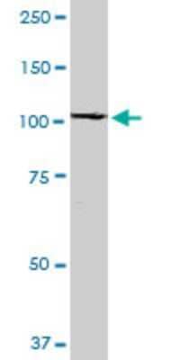 Western Blot: RABEP1 Antibody (3H6) [H00009135-M06]