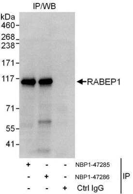 Immunoprecipitation: RABEP1 Antibody [NBP1-47285]