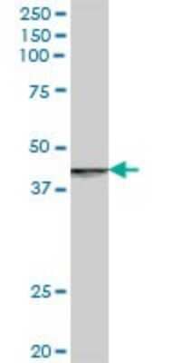 Western Blot: RABEP2 Antibody [H00079874-B01P]