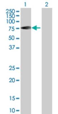 Western Blot: RABEP2 Antibody [H00079874-B01P]