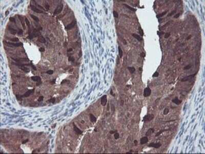 Immunohistochemistry: RABL2A Antibody (OTI4A3) - Azide and BSA Free [NBP2-73777]