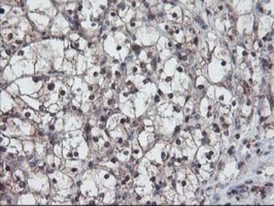 Immunohistochemistry: RABL2A Antibody (OTI4A3) - Azide and BSA Free [NBP2-73777]