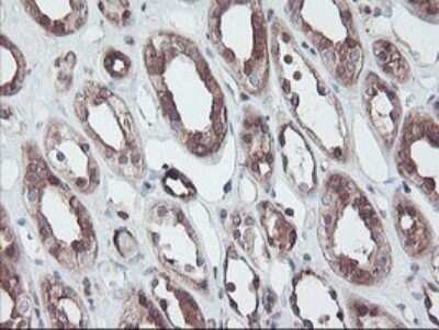 Immunohistochemistry: RABL2A Antibody (OTI4A3) - Azide and BSA Free [NBP2-73777]