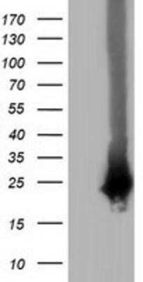 Western Blot: RABL2A Antibody (OTI4A8)Azide and BSA Free [NBP2-73776]