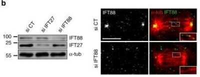 Western Blot: RABL4 Antibody [NBP1-87170]