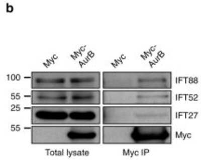 Western Blot: RABL4 Antibody [NBP1-87170]