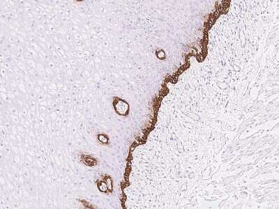 Immunohistochemistry-Paraffin: RAC3 Antibody [NBP2-97482]