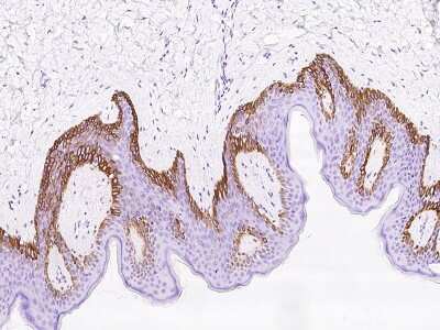 Immunohistochemistry-Paraffin: RAC3 Antibody [NBP2-97482]