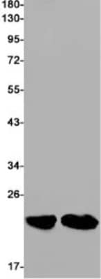 Western Blot: RAC3 Antibody (S01-6I8) [NBP3-19756]