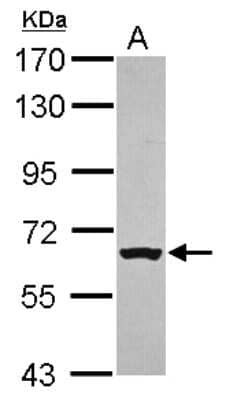 Western Blot: MgcRacGAP/RACGAP1 Antibody [NBP2-20049]