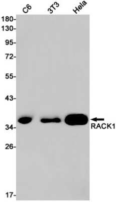 Western Blot: RACK1/GNB2L1 Antibody (S02-1K6) [NBP3-14967]