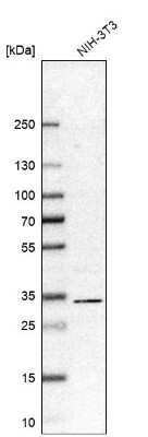 Western Blot: RACK1/GNB2L1 Antibody [NBP1-83356]