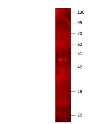 Western Blot: RACK1/GNB2L1 Antibody [NBP3-12416]