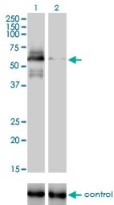 Western Blot: RAD18 Antibody (3H7) [H00056852-M01]