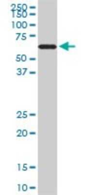 Western Blot: RAD18 Antibody (3H7) [H00056852-M01]