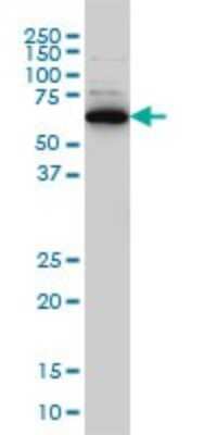 Western Blot: RAD18 Antibody (3H7) [H00056852-M01]