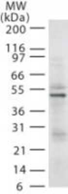 Western Blot: RAD18 Antibody (79B1048.1)Azide Free [NBP2-33217]