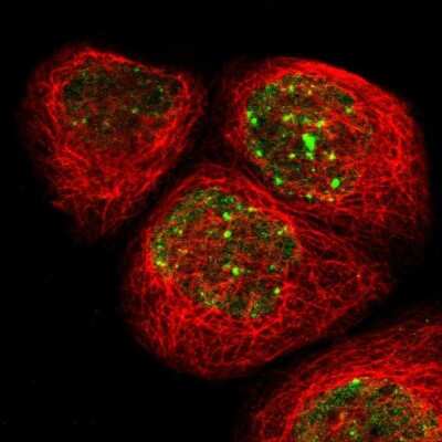 Immunocytochemistry/ Immunofluorescence: RAD18 Antibody [NBP2-33865]