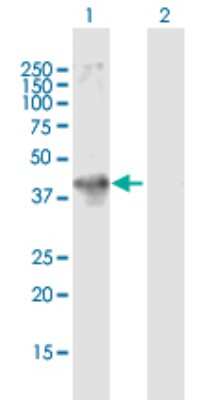 Western Blot: RAD51AP1 Antibody [H00010635-B02P]