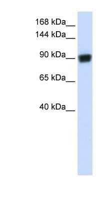 Western Blot: RAD54B Antibody [NBP1-58233]