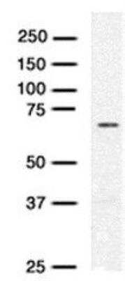 Western Blot: RAD54L Antibody (38.4) [NBP1-41218]